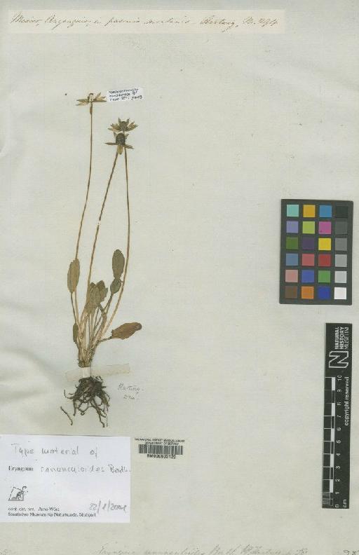 Eryngium ranunculoides Benth. - BM000603129