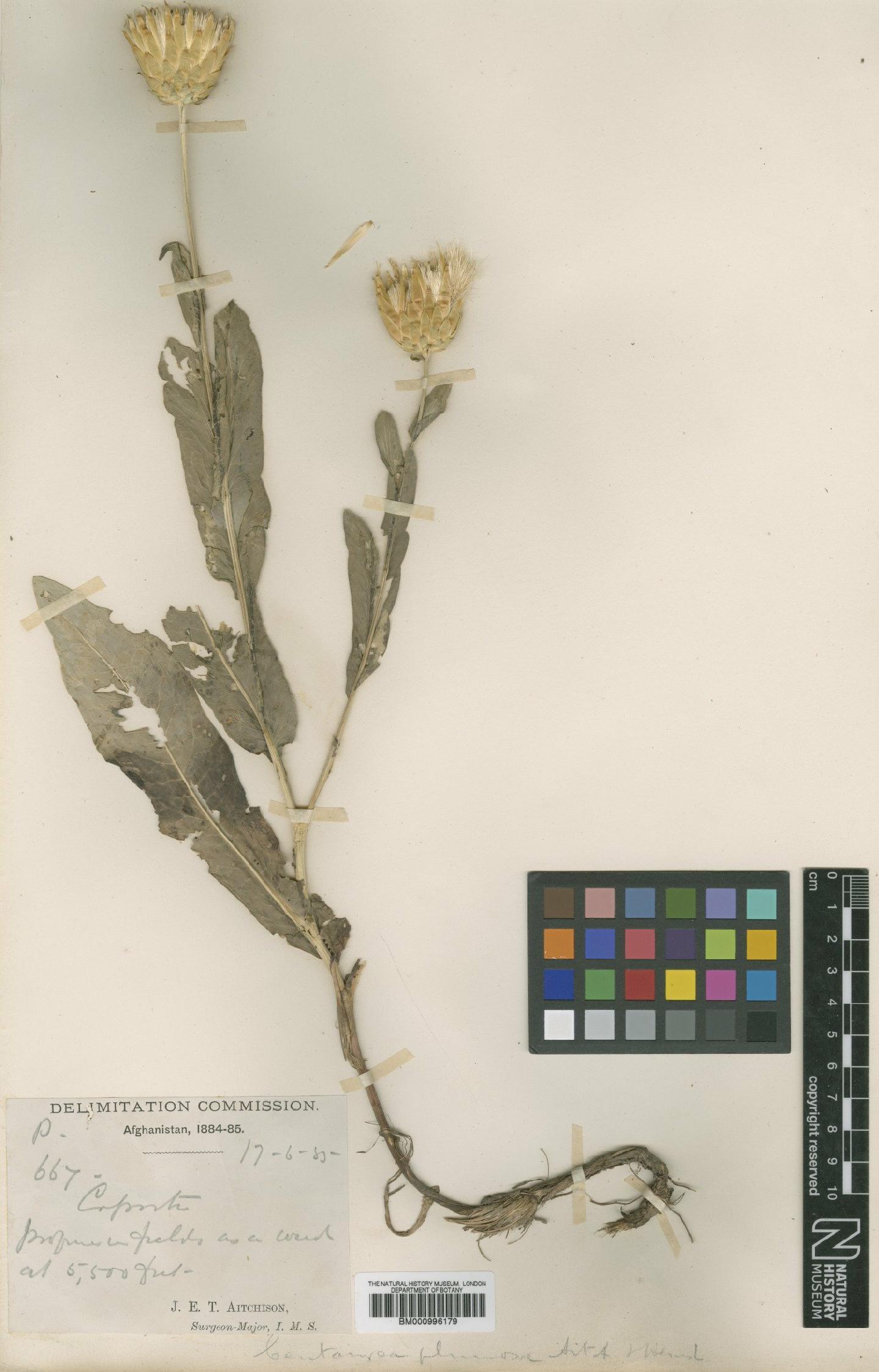 To NHMUK collection (Schumeria latifolia (Boiss.) Iljin; Type; NHMUK:ecatalogue:479759)