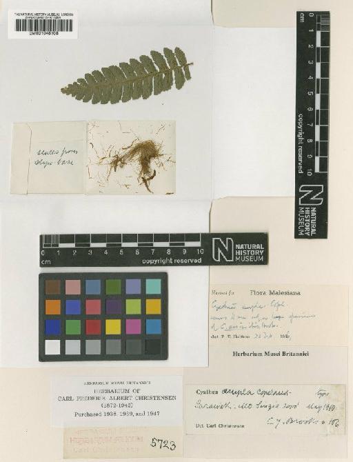 Cyathea assimilis Hook. - BM001048108