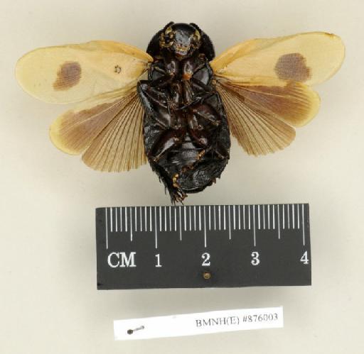 Panesthia flavipennis Wood-Mason, 1876 - Panesthia flavipennis Wood-Mason, 1876, male, non type, ventral. Photographer: Edward Baker. BMNH(E)#876003