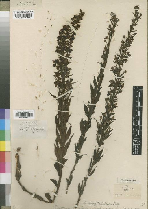 Brachycorythis pubescens Harv. - BM000911485