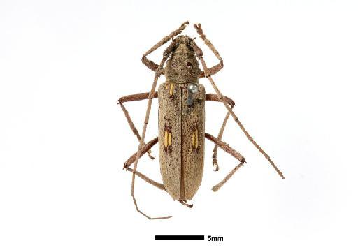 Eburia concisispinis Fisher, 1941 - NHMUK010369450_habitus