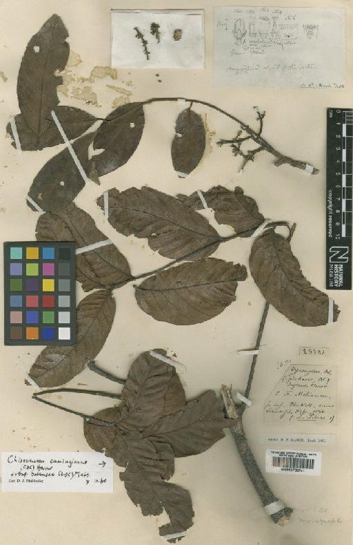 Dysoxylum juglans Hance - BM000799741