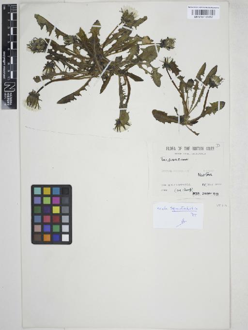 Taraxacum sect. Spectabilia (Dahlst.) Dahlst. - 015158067