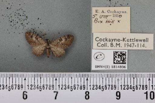 Eupithecia pusillata (Denis & Schiffermüller, 1775) - BMNHE_1814806_384601