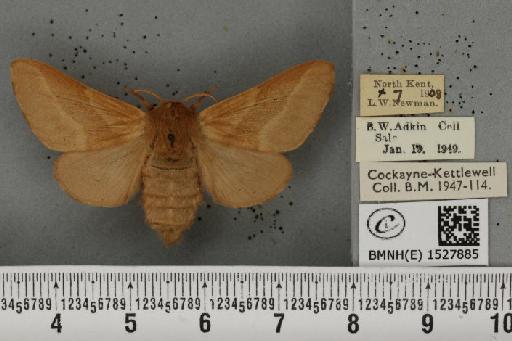 Malacosoma castrensis ab. unicolor Tutt, 1900 - BMNHE_1527885_199544