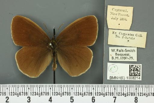 Aphantopus hyperantus ab. hyperantella Strand, 1919 - BMNHE_1038214_28344