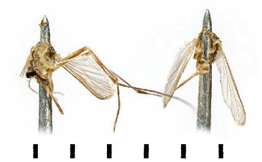 Culex (Melanoconion) theobaldi (Lutz, 1904) - NHMUK010630136 & NHMUK010630137 whole body head