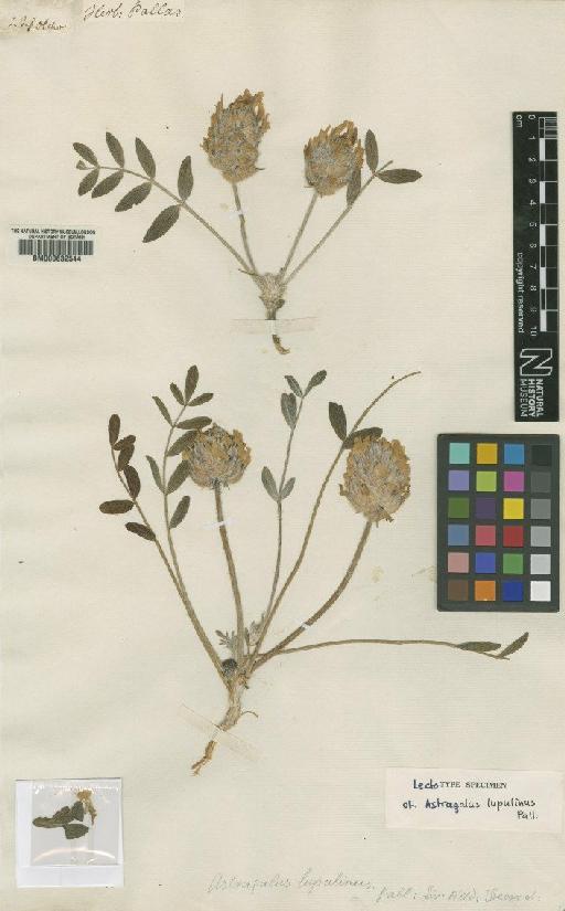 Astragalus lupulinus Pall. - BM000632544