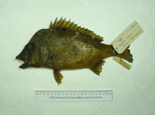 Chrysophrys australis Günther, 1859 - 1848.10.25.26, SYNTYPE, Chrysophrys australis