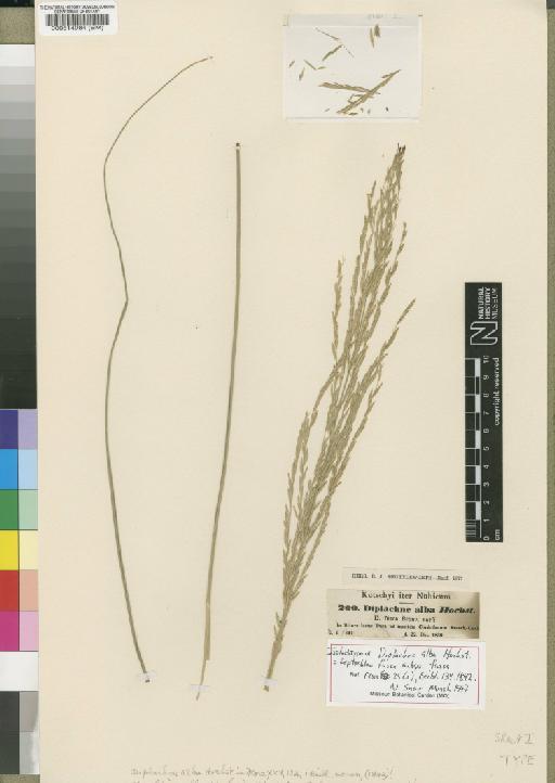 Leptochloa fusca subsp. fusca (L.) Kunth - BM000514984