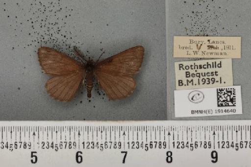 Ematurga atomaria ab. unicoloraria Staudinger, 1871 - BMNHE_1914640_487247