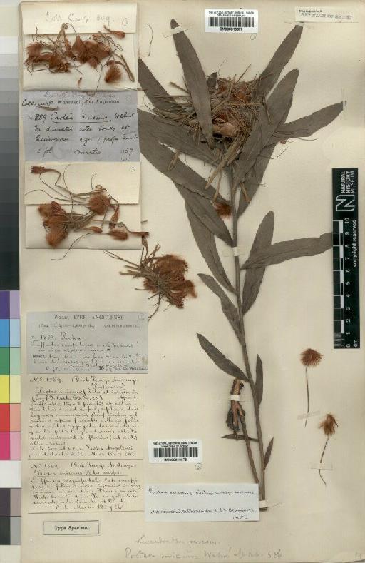 Protea micans subsp. micans Welw. - BM000910678