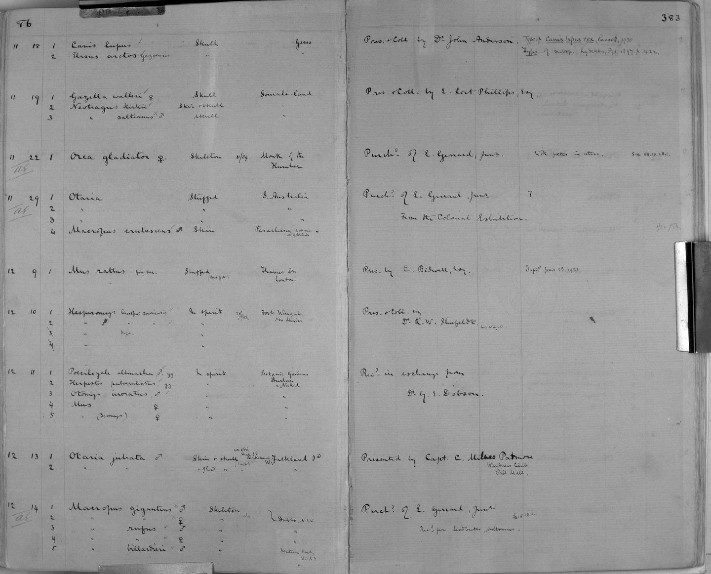 Zoology Accessions Register: Mammals: 1861 - 1890: page 383