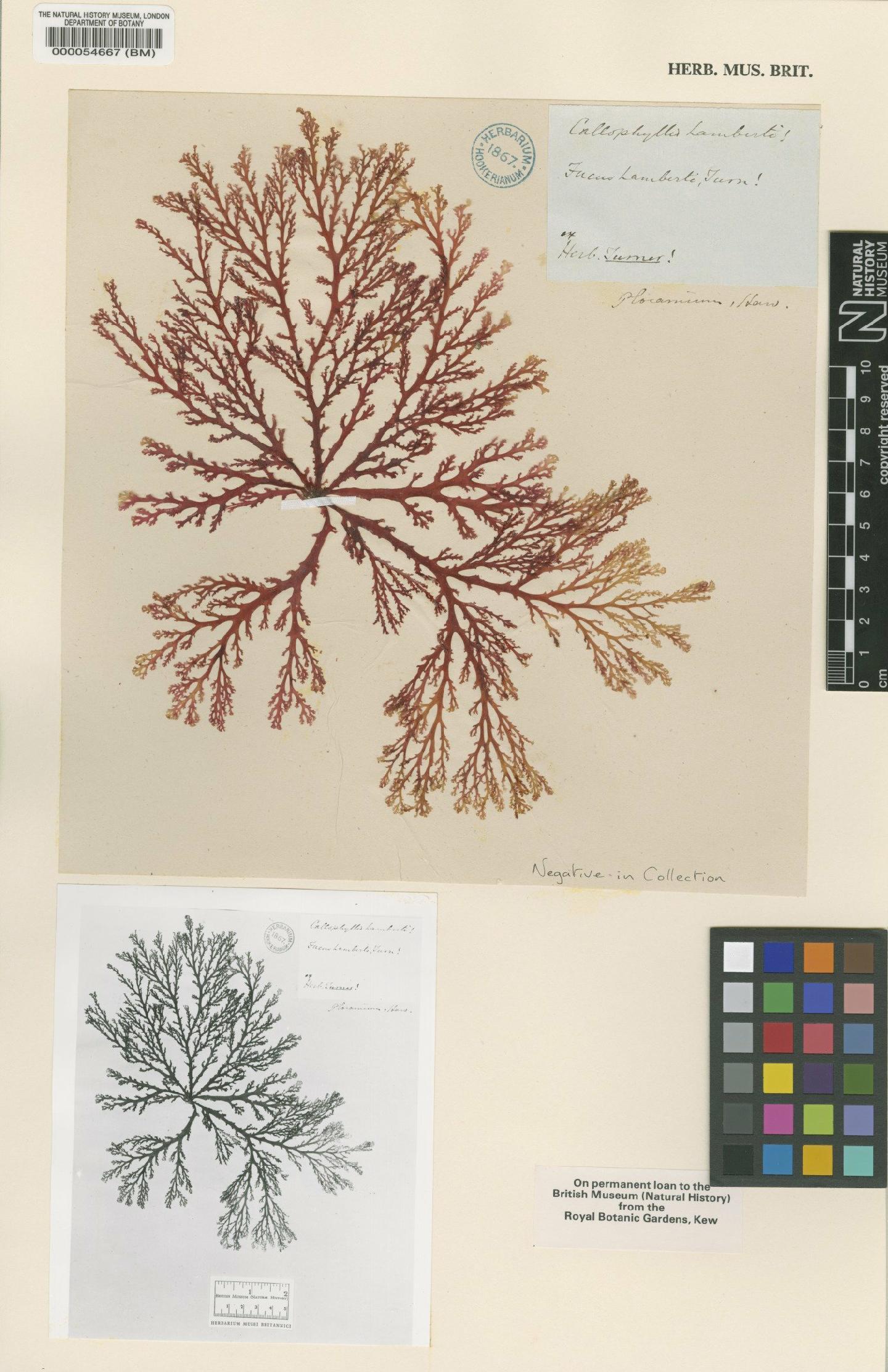 To NHMUK collection (Callophyllis lambertii (Turner) Kütz.; Type; NHMUK:ecatalogue:4780615)