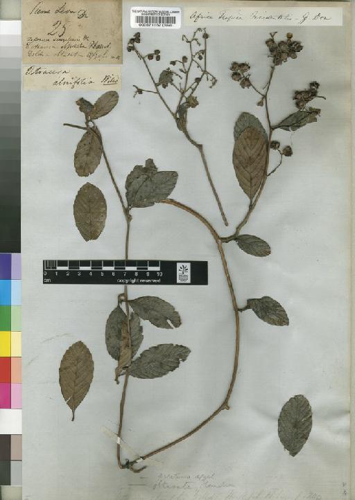 Tetracera potatoria Afzel. ex G.Don - BM000571162