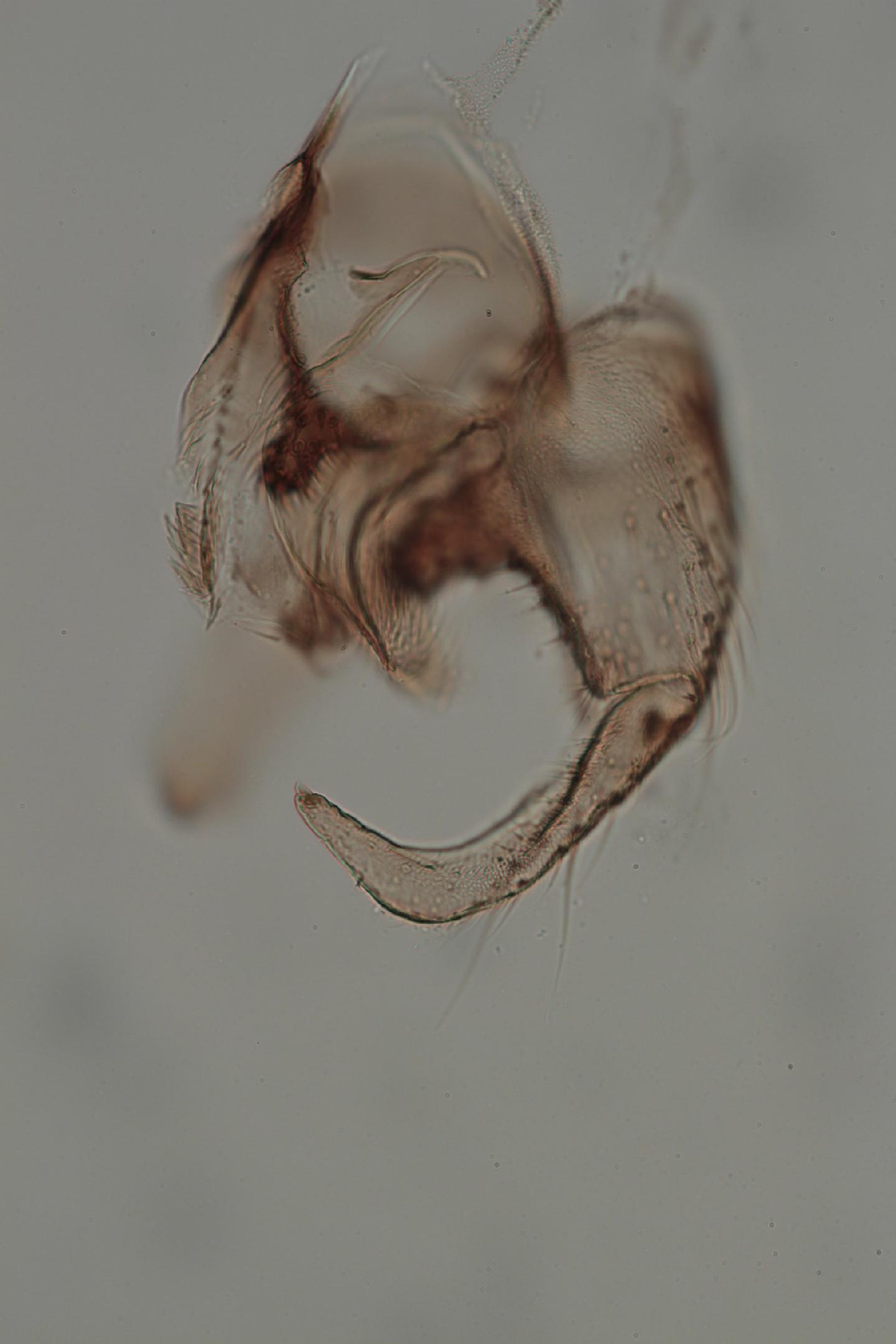 Simulium batoense
