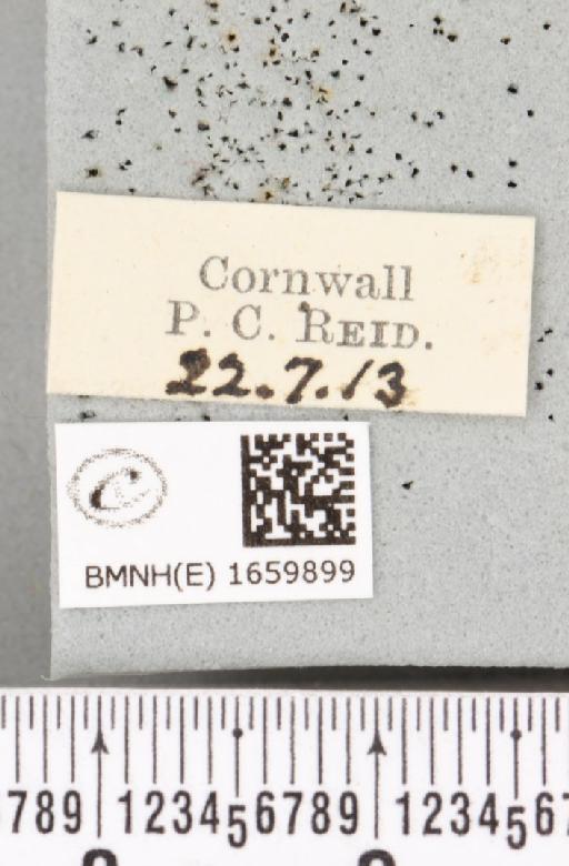 Miltochrista miniata (Forster, J.R., 1771) - BMNHE_1659899_label_257657