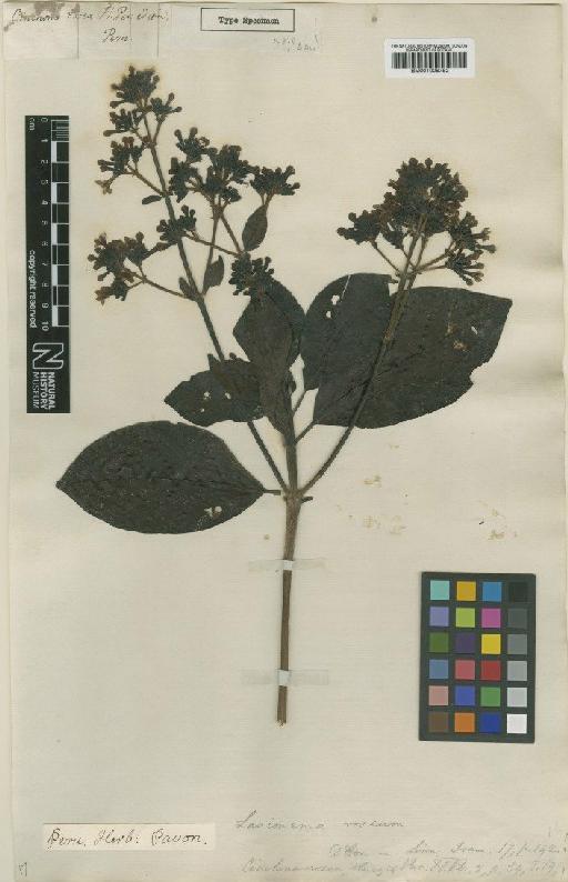 Macrocnemum roseum (Ruiz & Pav.) Wedd - BM001008752