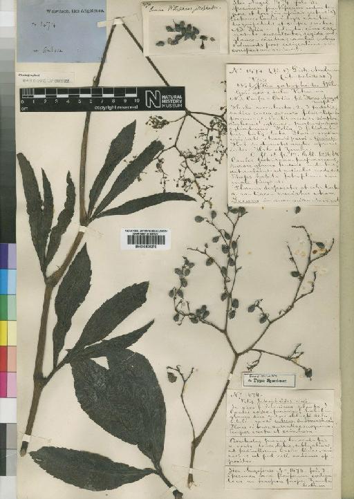Cissus jatrophoides (Welw. ex Baker) Planch. - BM000838275