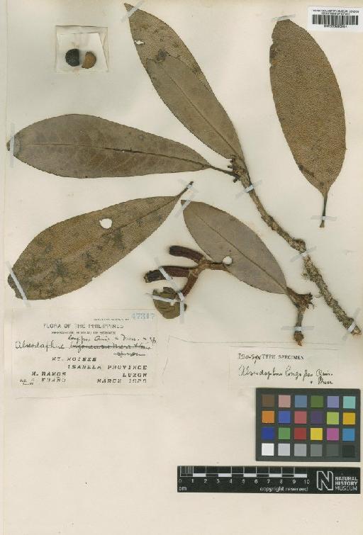 Alseodaphne longipes Quisumb. & Merr. - BM000950984