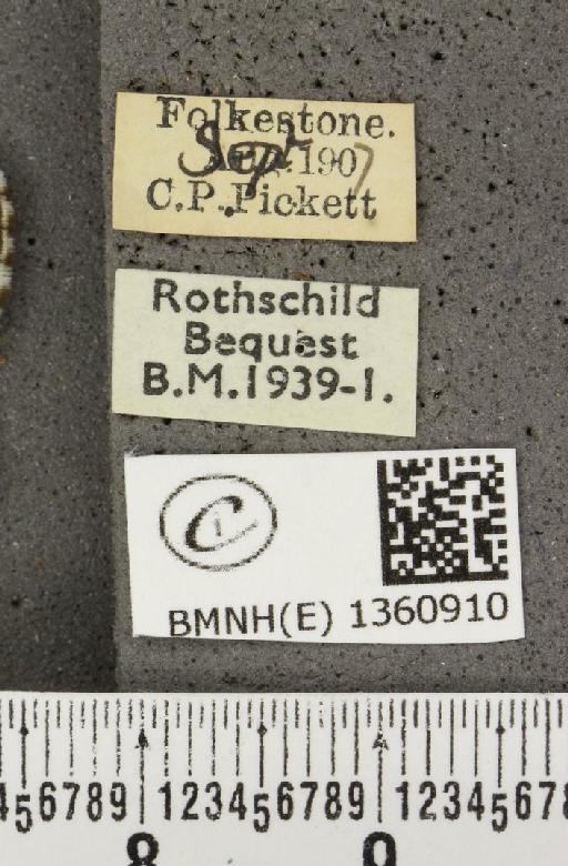 Lysandra bellargus ab. rufescens Tutt, 1909 - BMNHE_1360910_label_181868