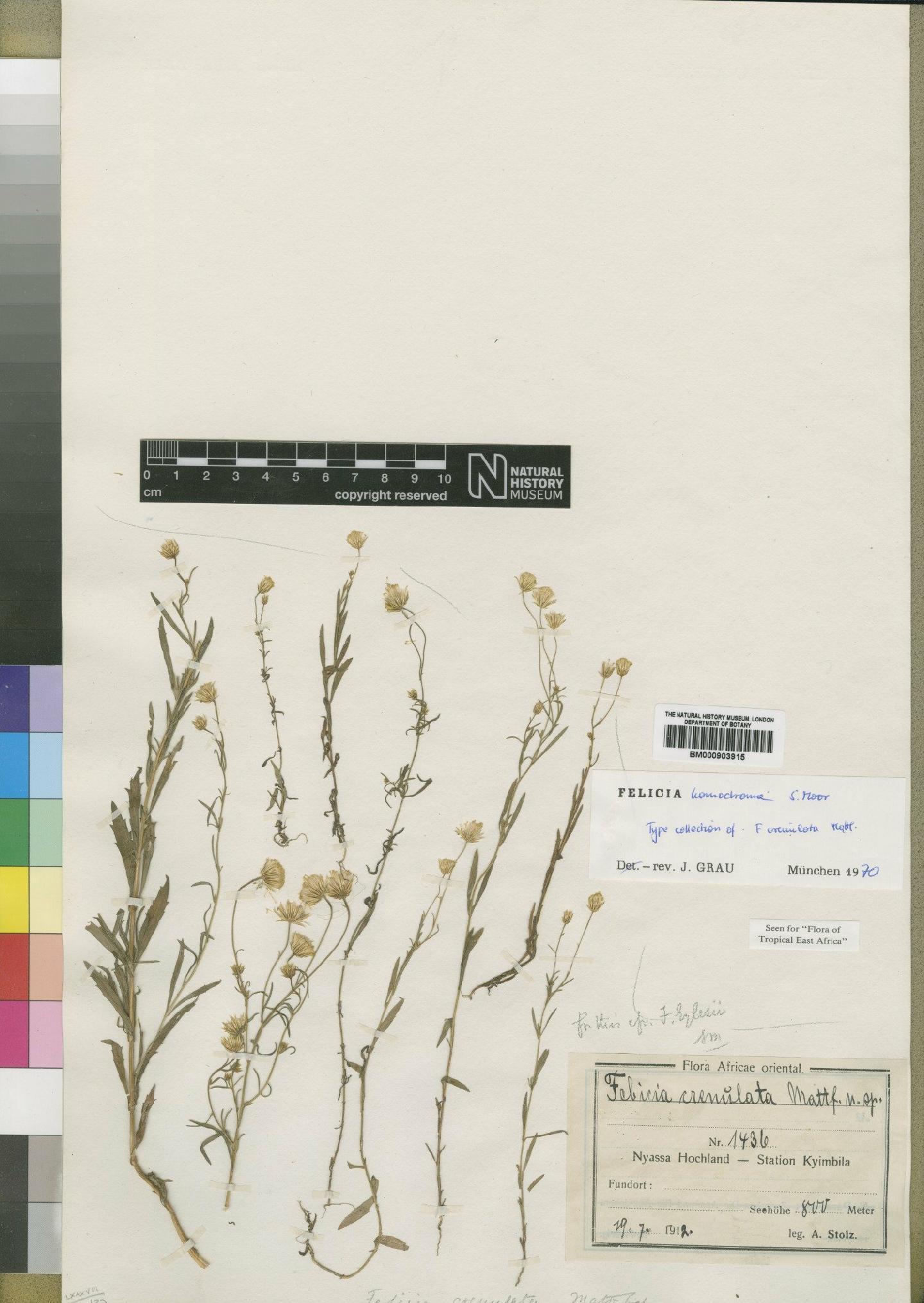 To NHMUK collection (Felicia boehmii subsp. homochroma (Moore) Grau; Type; NHMUK:ecatalogue:4528963)