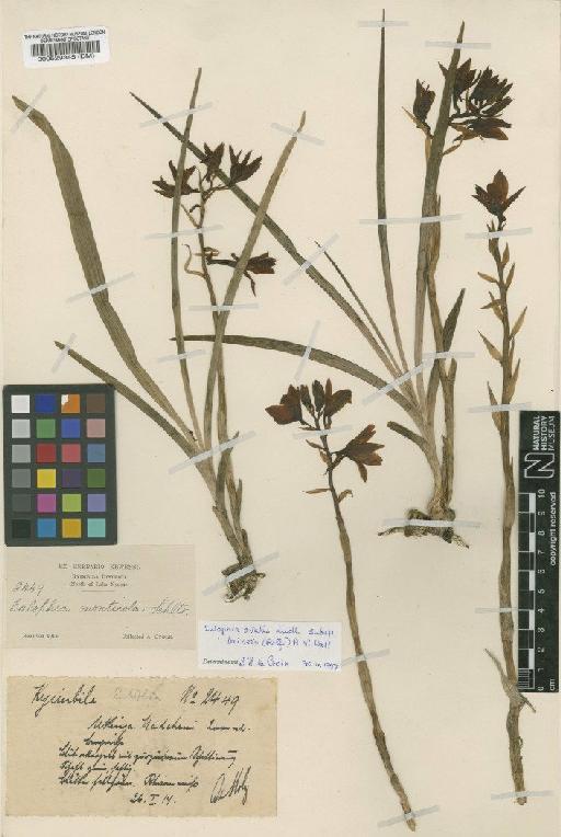 Eulophia ovalis subsp. bainesii (Rolfe) A.V.Hall - BM000529345