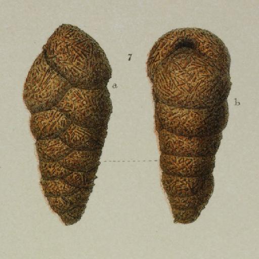 Gaudryina scabra Brady, 1884 - ZF1458_46_7_Dorothia_scabra.jpg