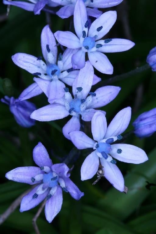 Hyacinthoides mauritanica (Schousb.) Speta - BB-181_flower