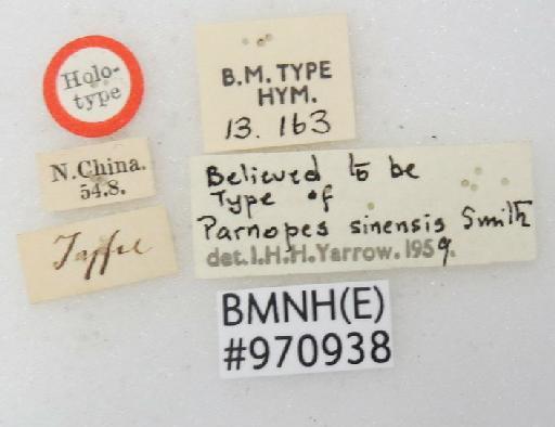 Parnopes sinensis Smith, F., 1874 - Parnopes_sinensis-BMNH(E)#970938_type-labels