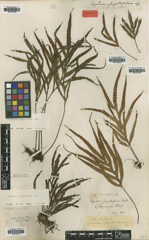 Polypodium pleopeltifolium Raddi - BM000936882