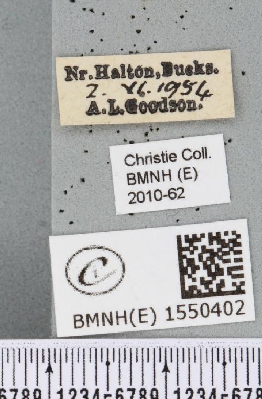 Cilix glaucata (Scopoli, 1763) - BMNHE_1550402_label_234720