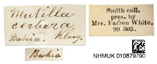 Leucospilomutilla cerbera (Klug, 1821) - Leucospilomutilla_cerbera_010879790_labels