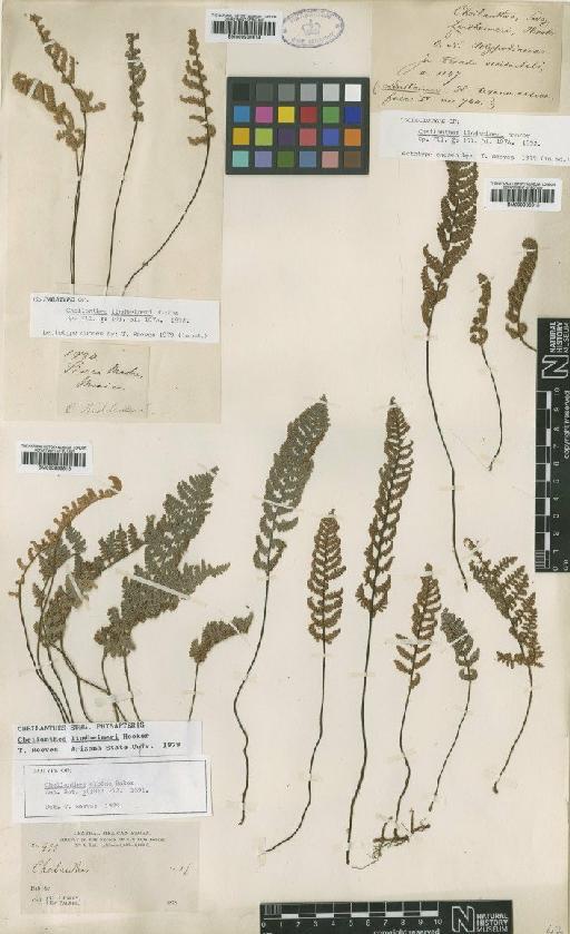 Cheilanthes lindheimeri Hook. - BM000936614