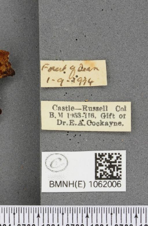 Polygonia c-album ab. obscura Closs, 1916 - BMNHE_1062006_label_22841