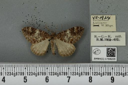 Dysstroma truncata truncata (Hufnagel, 1767) - BMNHE_1769205_349898