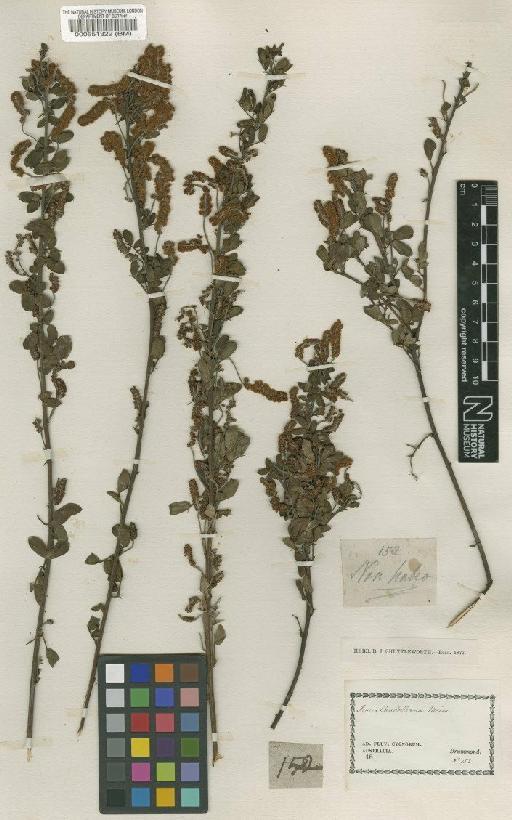 Acacia drummondii var. candolleana (Meisn.) Maslin - BM000551322