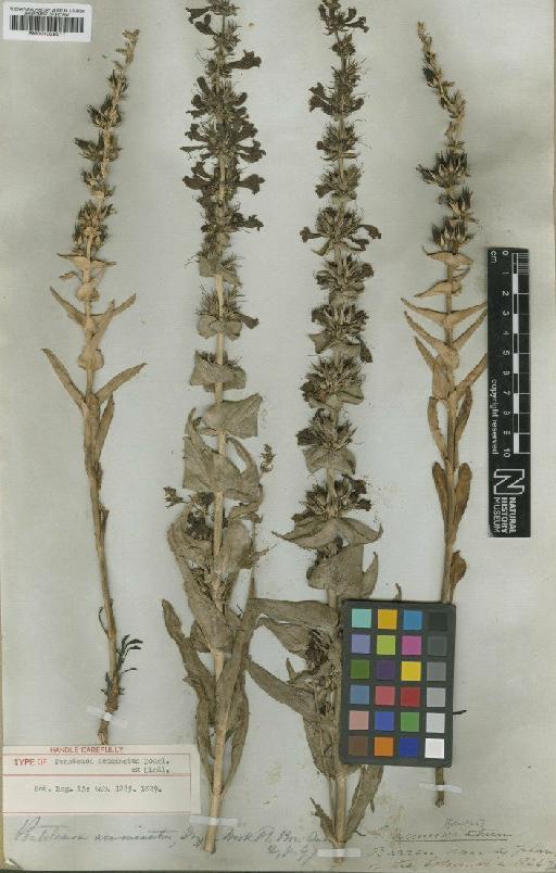 Penstemon acuminatus Douglas ex Lindl. - BM001025011