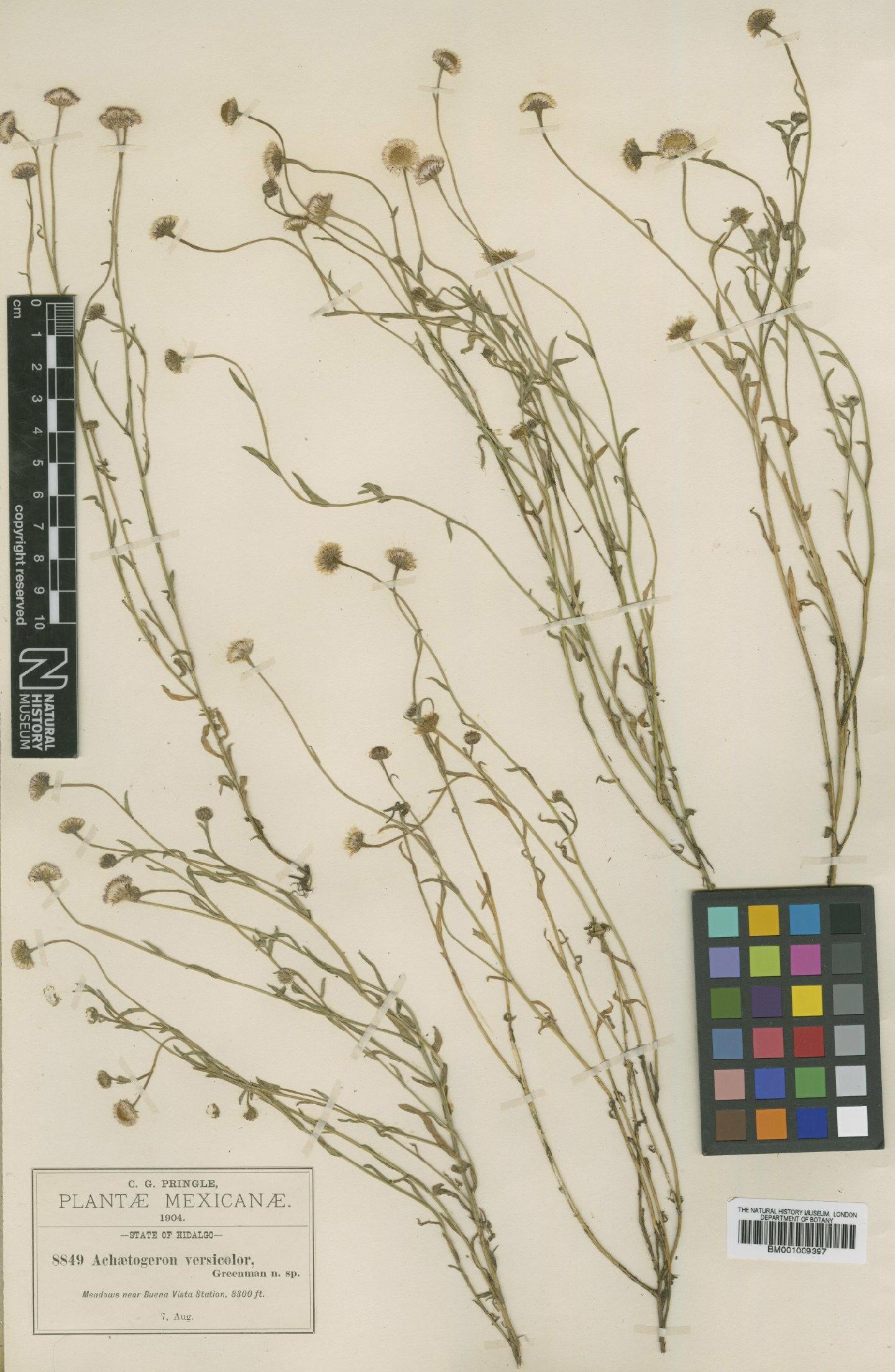 To NHMUK collection (Achaetogeron versicolor Greenm.; Type; NHMUK:ecatalogue:609244)