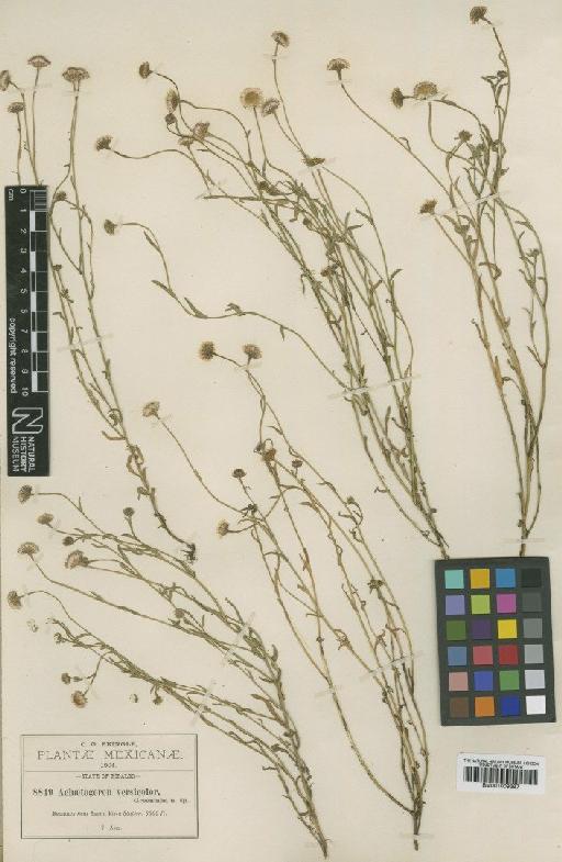 Achaetogeron versicolor Greenm. - BM001009397