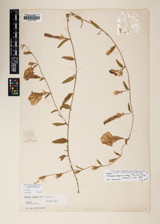 Bonamia elegans (Wall.) Hallier f. - 000927928