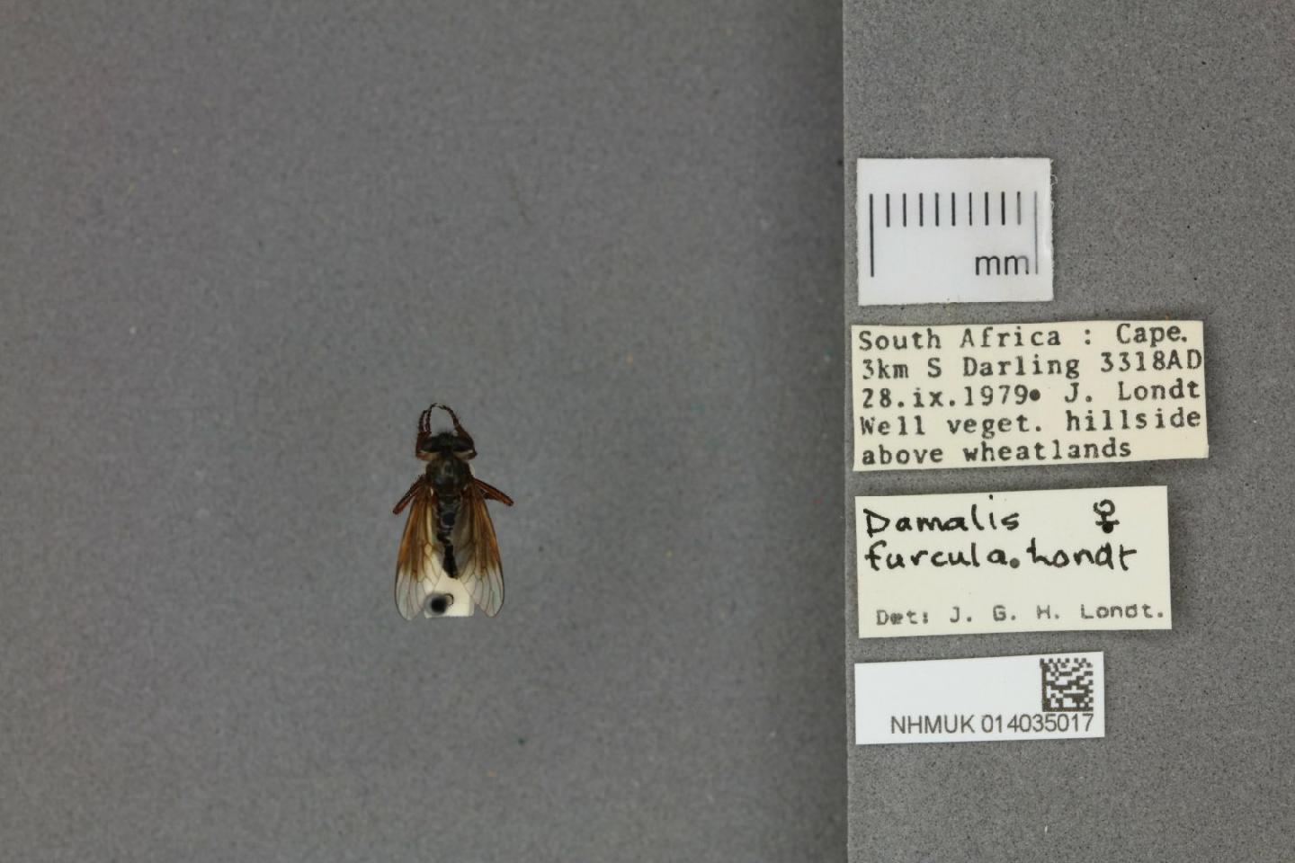 Damalis furcula