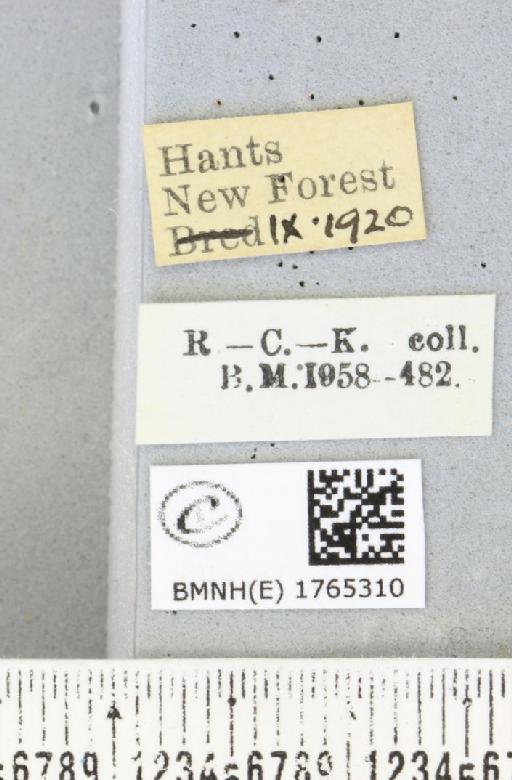 Chloroclysta siterata (Hufnagel, 1767) - BMNHE_1765310_label_346541