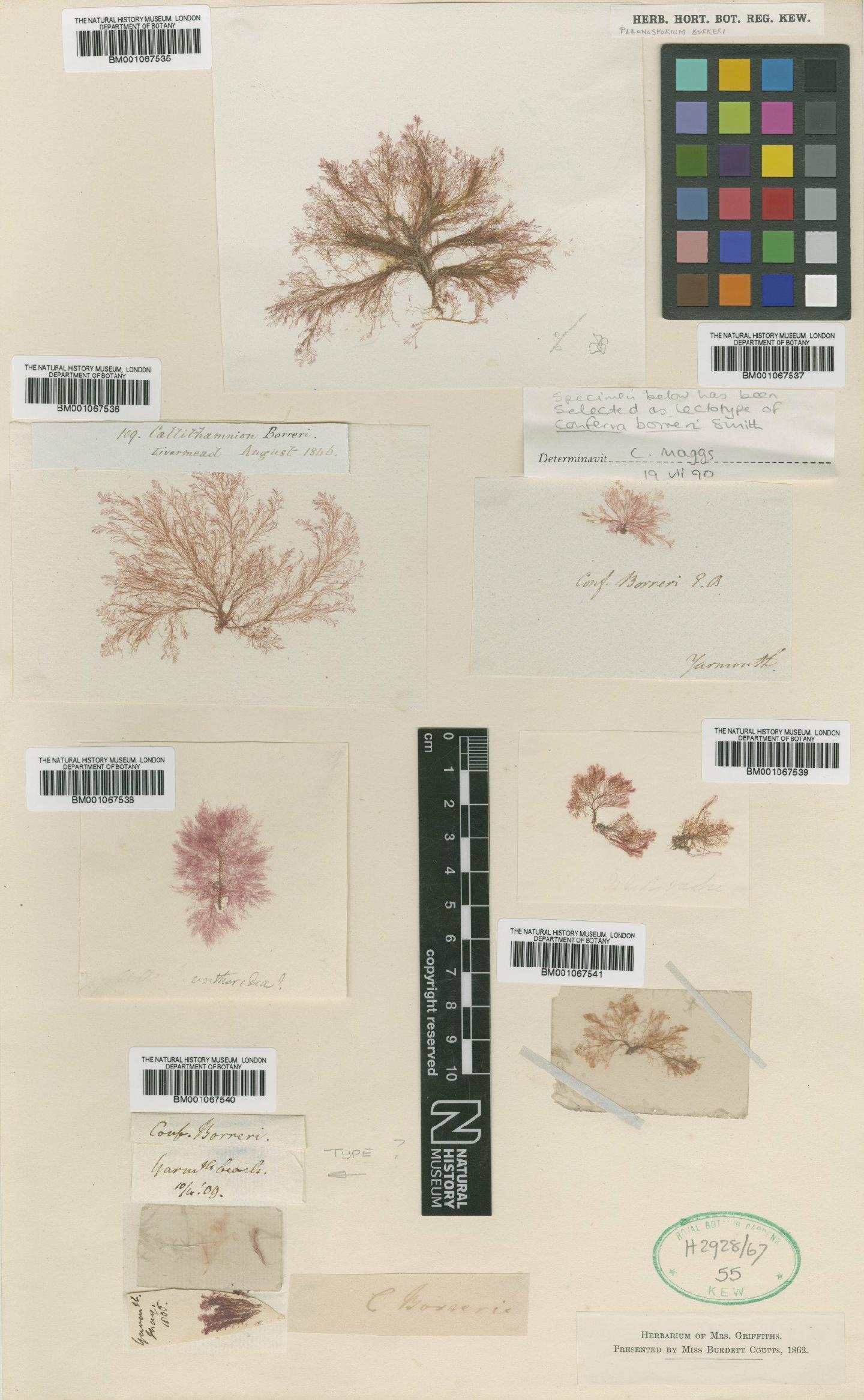 To NHMUK collection (Pleonosporium borreri (Sm.) N�geli; Lectotype; NHMUK:ecatalogue:2300163)