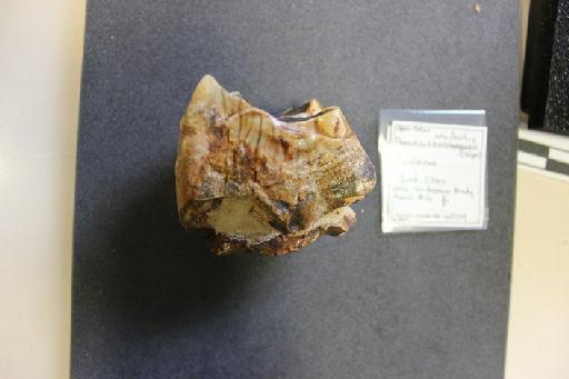 Stephanorhinus hemitoechus (Falconer, 1859) - PV OR 45209 (image 3)
