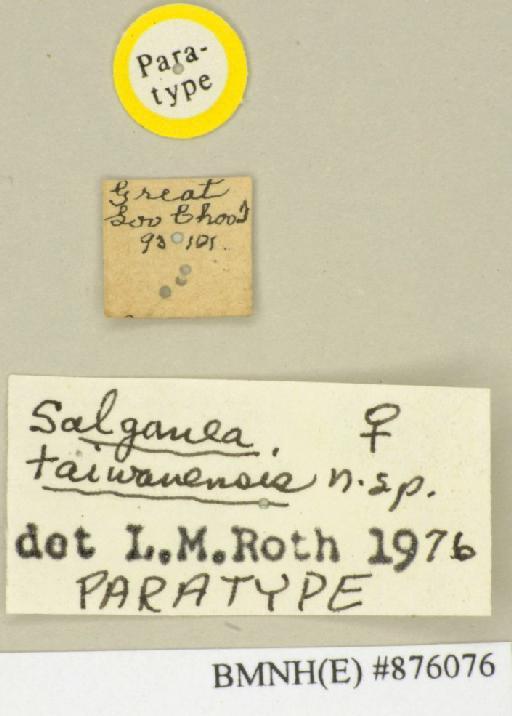 Salganea taiwanensis Roth, 1979 - Salganea taiwanensis Roth, 1979, female, paratype, labels. Photographer: Edward Baker. BMNH(E)#876076