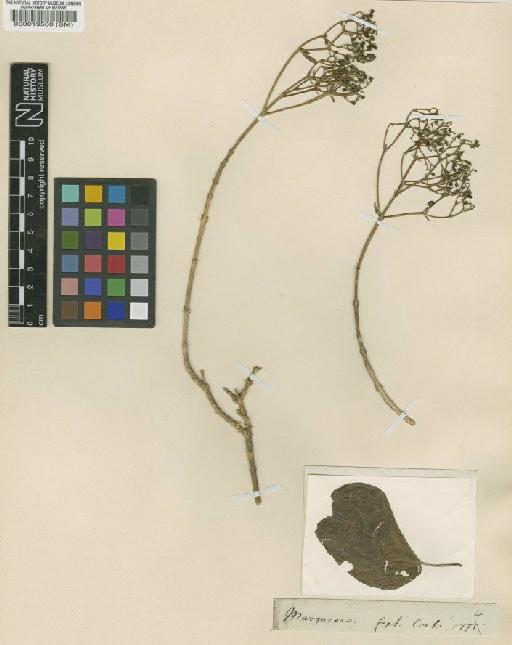 Premna taitensis Schauer - BM000019560