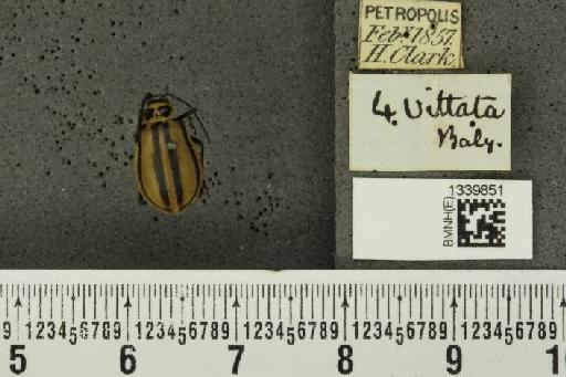 Isotes spilothorax (Harold, 1875) - BMNHE_1339851_22860