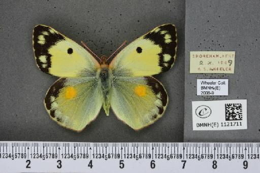 Colias croceus f. helice Hübner, 1779 - BMNHE_1121711_83196